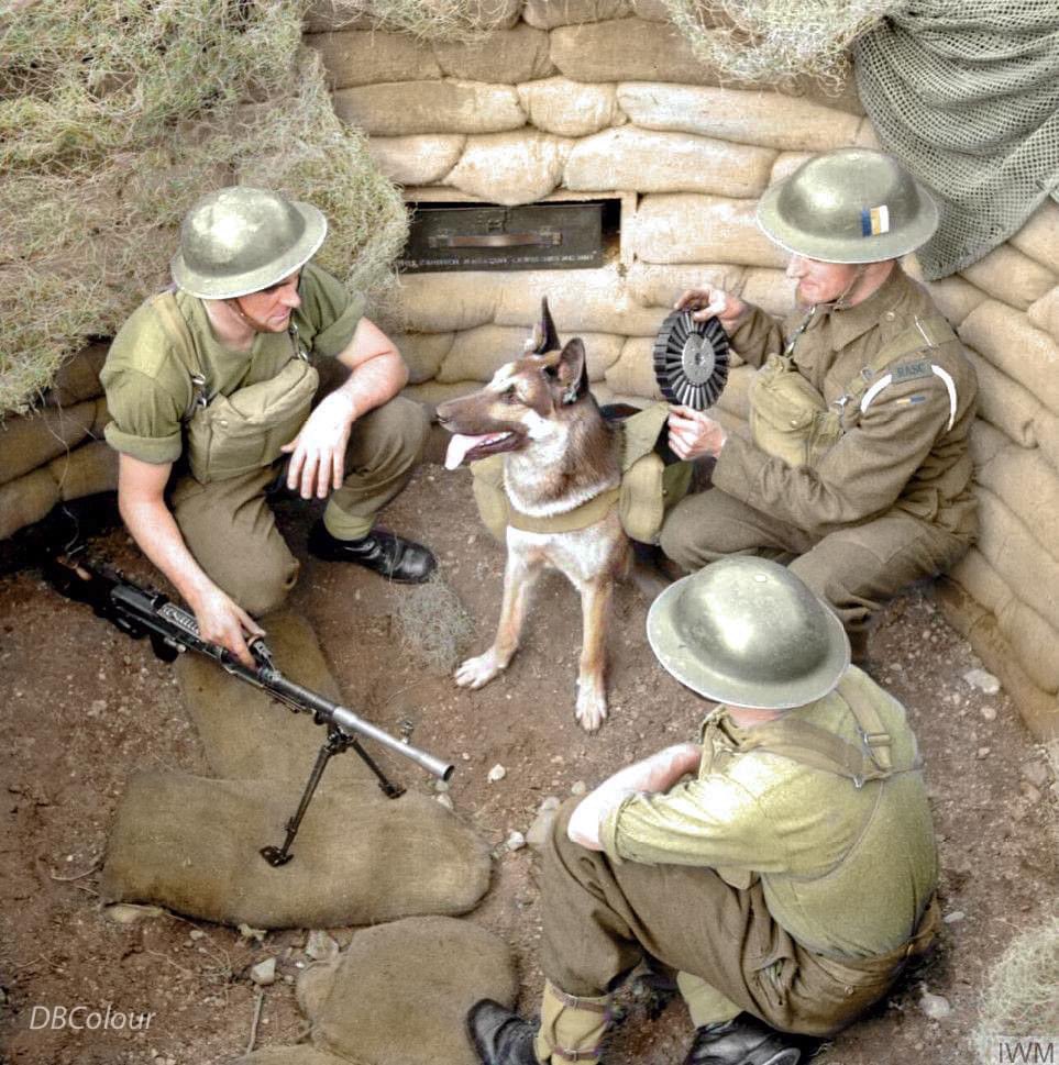 Troops of the Royal Army Service Corps putting some Lewis gun drums of ammunition into a pack carried by 'Mark', a dog ammunition carrier, at work with British troops in Eastern Command, 20 August 1941.  (possibly in Bedfordshire)