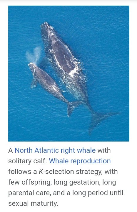 Two reproductive strategies r & K r: species w/ low IQ. Tons of offspring, but no parenting or social growth, to survive. K: Fewer offspring, but real parenting & social growth (High IQ animals, Europeans/Asians) Deranged Saracen pimp supporting r reproduction not surprising.