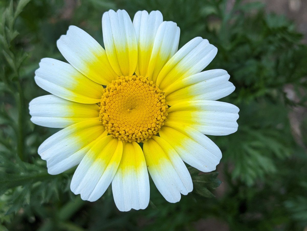 Saw a beautiful flower, it made me happy, sharing it for similar purposes.