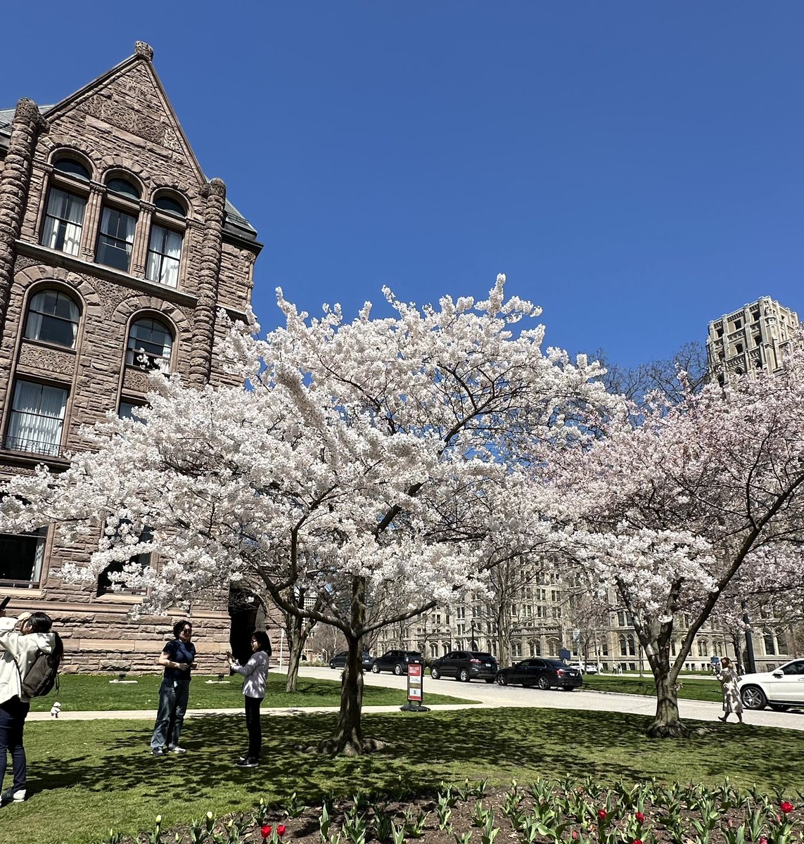 Cherry blossoms in full bloom outside the Ontario Legislature at Queen’s Park.