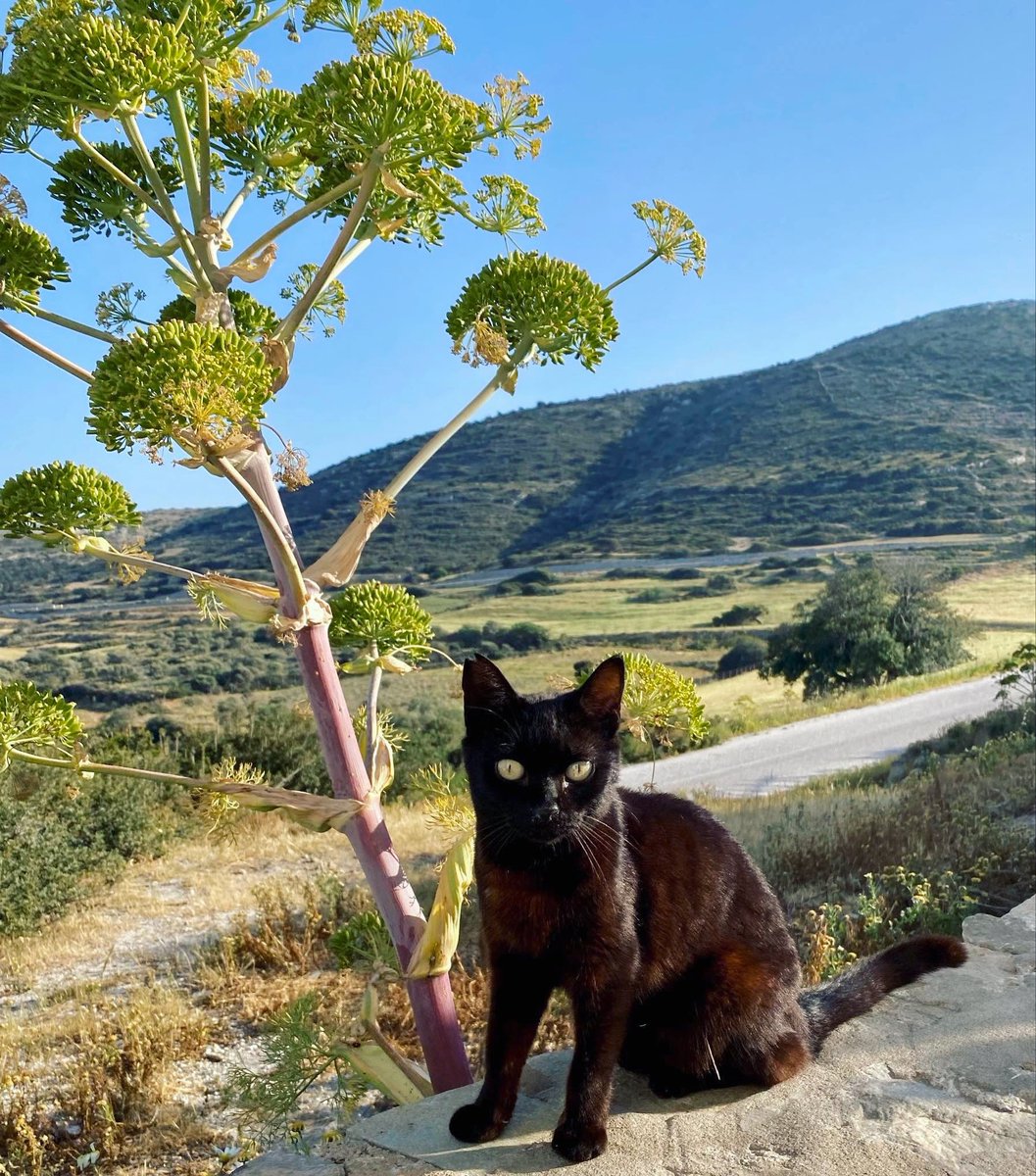 Meet Elektra, a spayed female pictured in the verdant hilltop village cat colony in front of Mt Papas, on this tiny Greek island where we care for the Aegean cats.
You can help the #cats by donating now to fund vital healthcare and food. Purr!
#CatsLover 
gofundme.com/f/cats-of-irak…