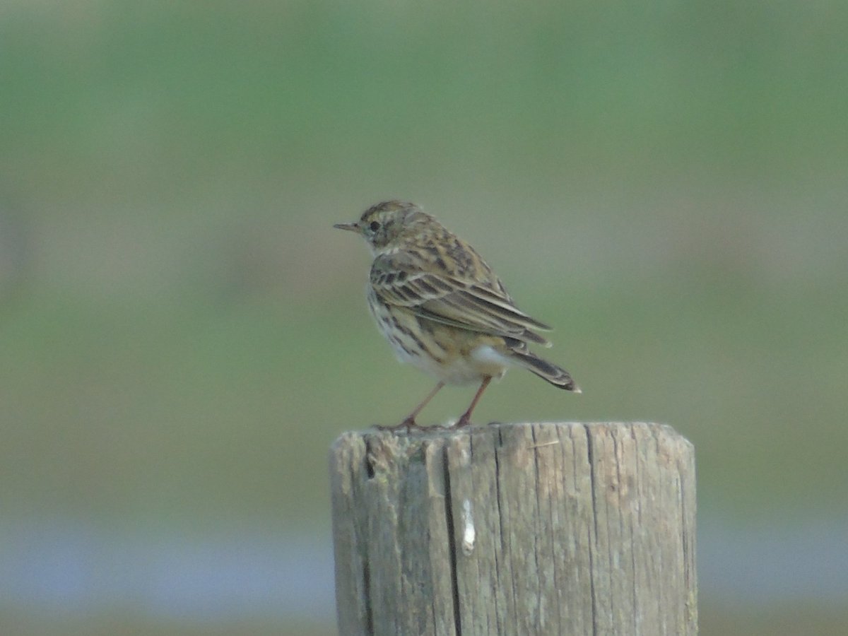 El titella (Anthus pratensis)és un ocell hivernant que trobem de forma abundant en zones humides i de conreu. Petit, amb el ventre clar tacat i lleugerament grogenc dels flancs.Molt semblant a la piula dels arbres i el grasset de muntanya, se'n distingeix per reclam,bec,cella,...