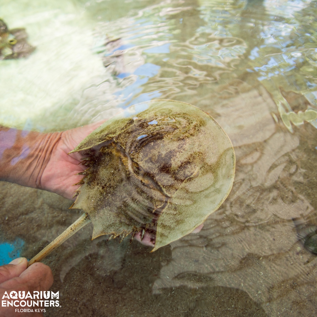 Some of our aquatic friends may look scary but are actually super friendly. They just need to be handled with a little extra care. 😊 
.
.
. 
#aquariumencounters #FLaquariumencounters #baldeagle #everydayisearthday #coralrestoration #doyourpart #earthday #nature #aquarium #aqu...