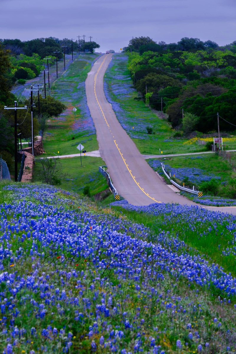 Outside of Llano, TEXAS. Bluebonnet’s are going crazy this spring! 🪻🪻🪻🪻🪻🪻