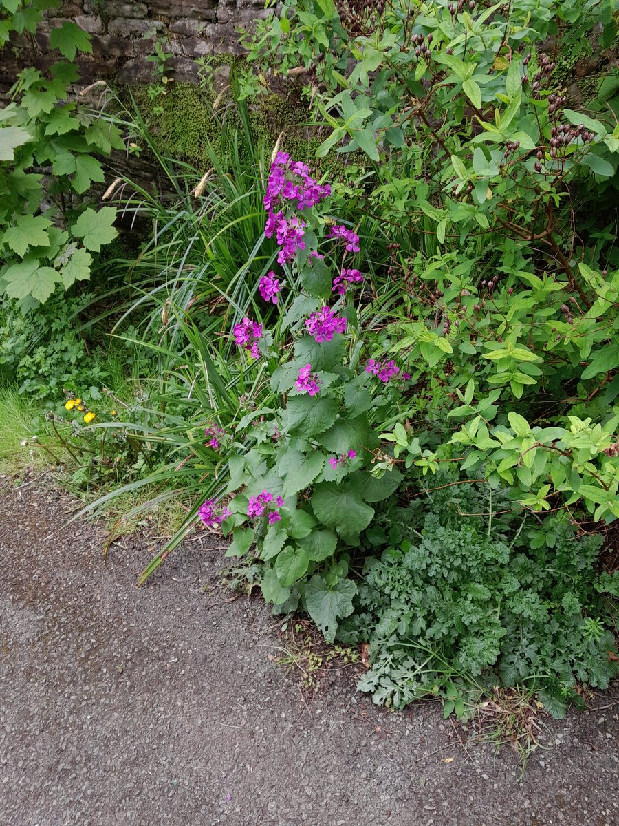 Wild flowers in Stapleton village