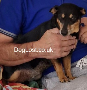 🆘14 APR 2024 #Lost KATIE VERY NERVOUS Black & Tan Lancashire Heeler Female just off Jericho Lane #Aigburth #Liverpool #L17 💥IF SIGHTED PLEASE DO NOT, SHOUT, CHASE OR TRY TO GRAB. Being looked after by a family member, doglost.co.uk/dog-blog.php?d…