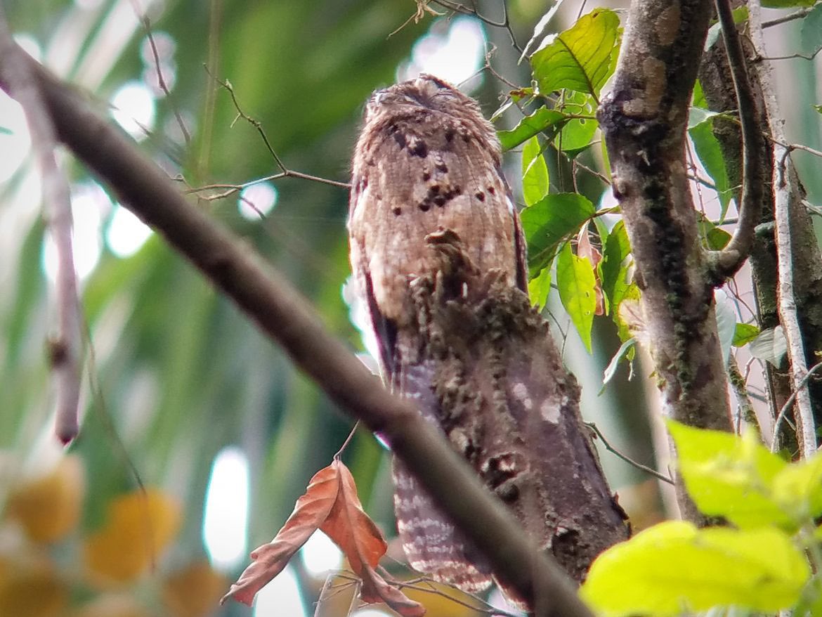 #TRLT A3) Costa Rica has great overall sounds