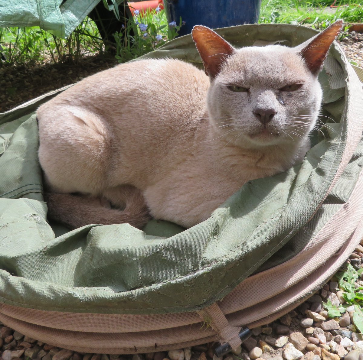 Apparently I am a Lilac Burmese, but I don't see the similarity. What does it all mean...?