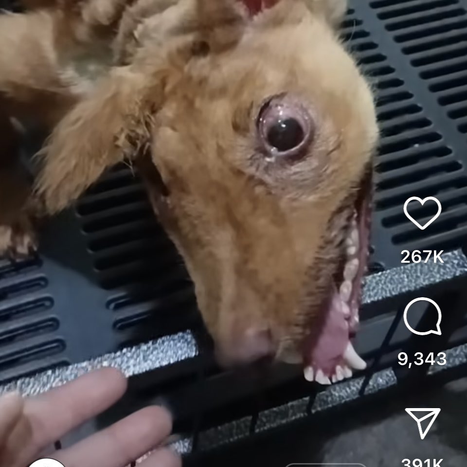 queen_roadkill's tweet photo. u guys i dont feel so good https://t.co/IStwWmpdxI