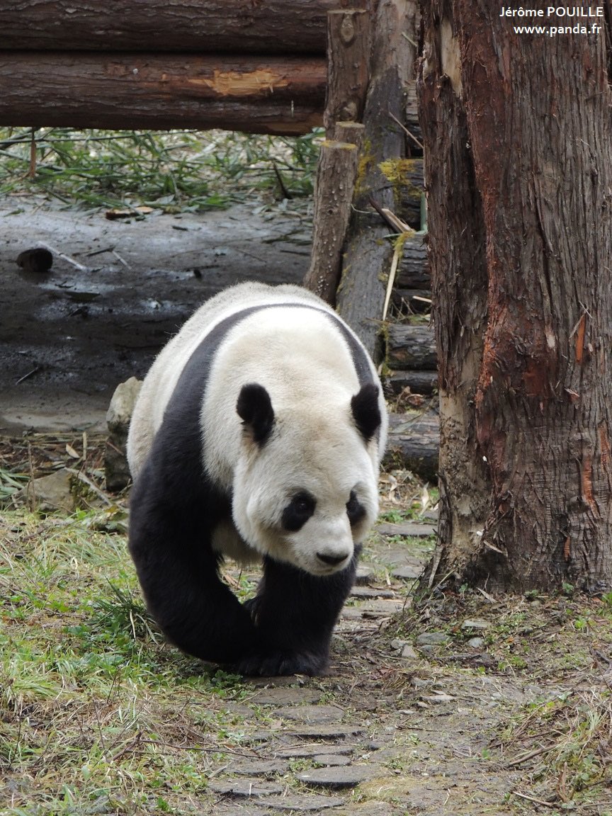 pandas_fr's tweet photo. 🐼 🇨🇳 La femelle #LongXin (#龙欣), âgée de 23 ans, vit actuellement au petit centre « #Baoxing #Panda origin ». Elle est notamment la mère de #FuNi @ZoosSA & #FuWa @zoo_negara & LeBao @withEverland !
Accédez à mon compte-rendu de visite via ce lien ⤵️⤵️
https://t.co/0RA2qqkjfJ https://t.co/2ffH2cxviS