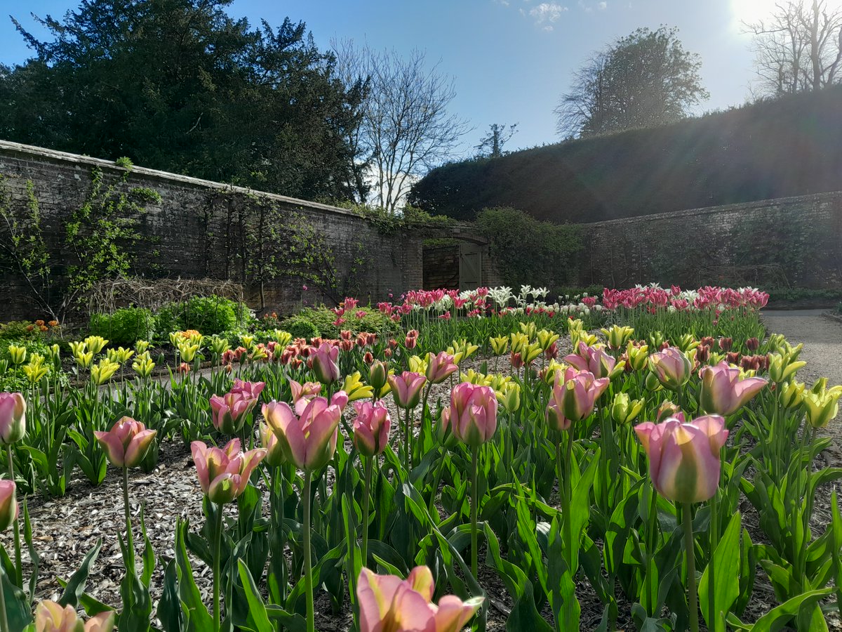 Playing with viridiflora tulips this year @westdeangardens