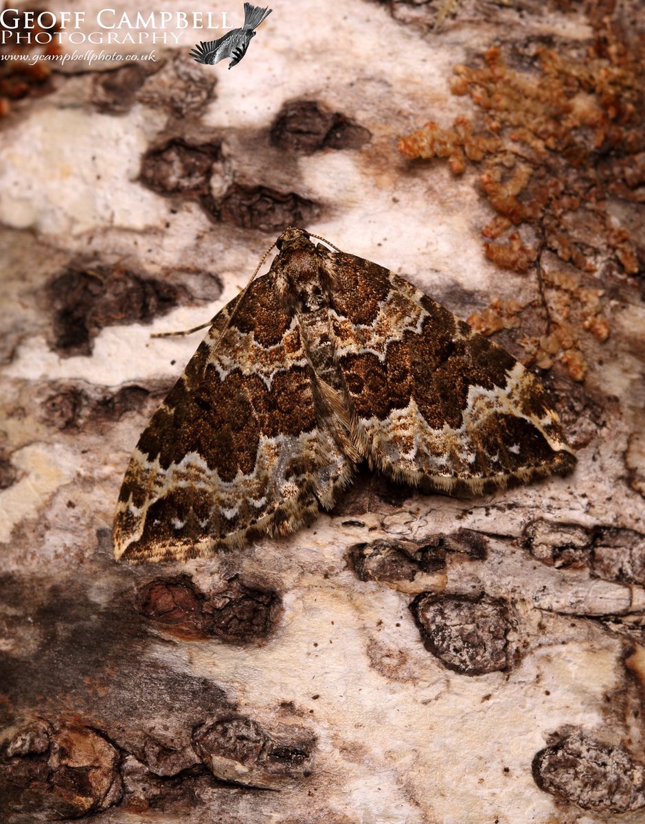 Water Carpet (Lampropteryx suffumata) - North Antrim, April 2024. Another moth in the local woods recently. #moths #mothsmatter #teammoth @BCNI_ @savebutterflies @UlsterWildlife