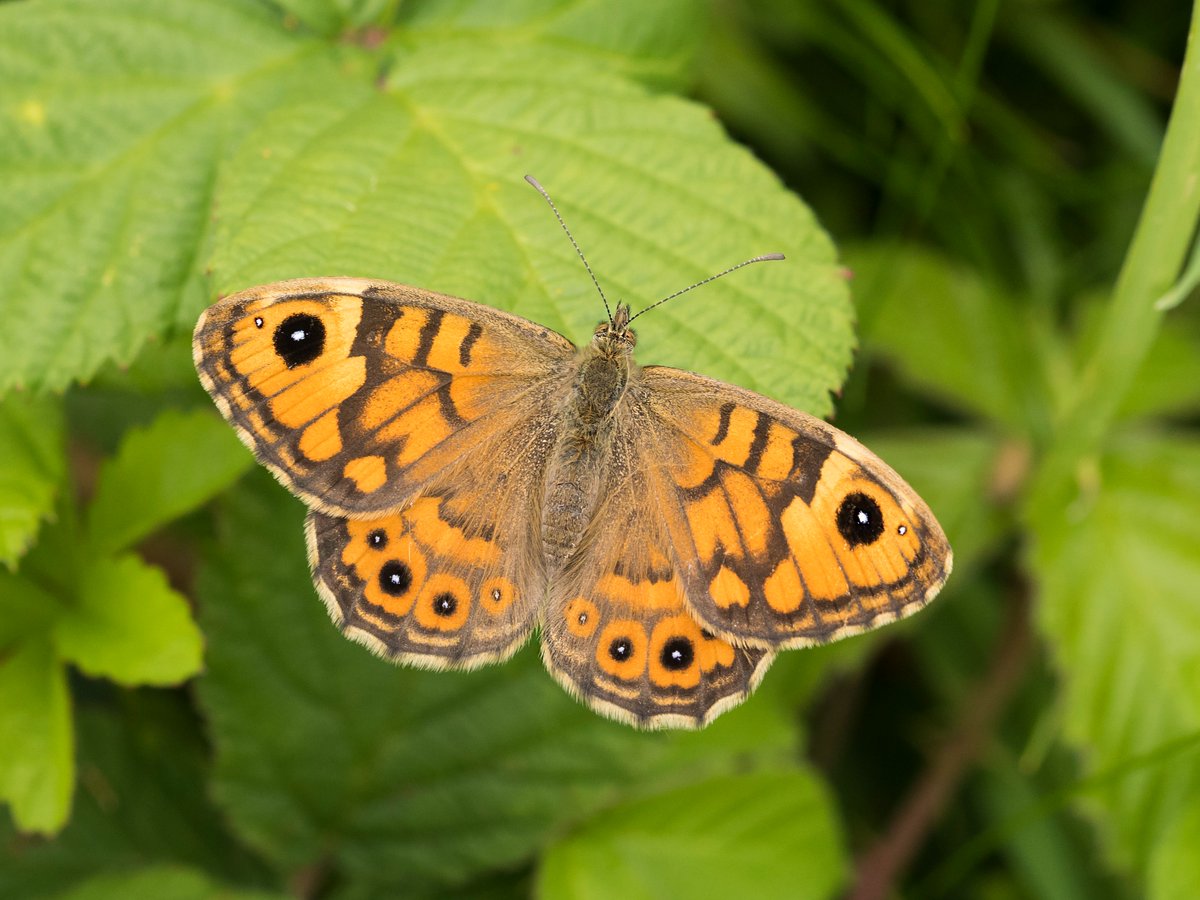 Butterfly Conservation 🦋 tweet media