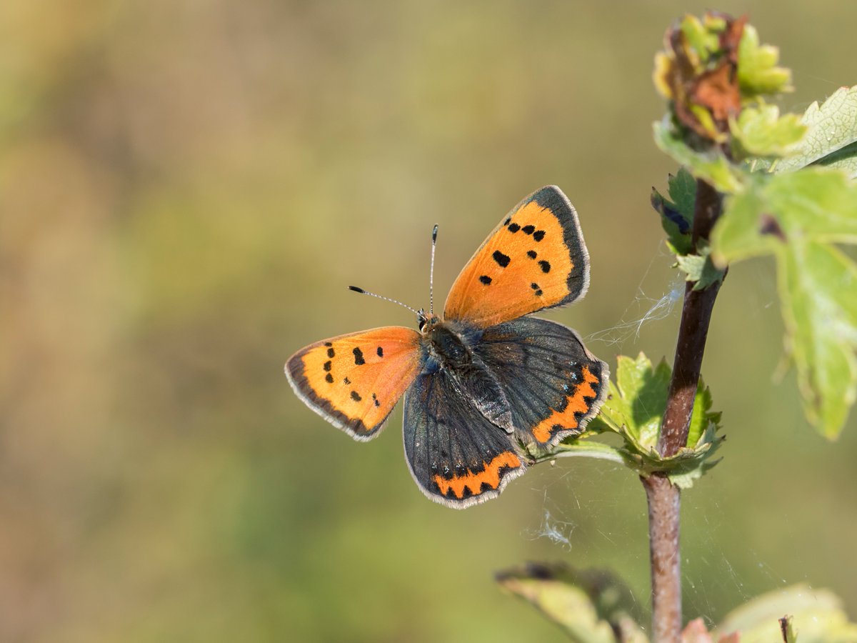 Two more butterflies are now on the wing! 🦋

The first Wall (Lasiommata megera) of 2024 was recorded in Essex on the 13 April, along with a Small Copper (Lycaena phlaeas) on the same date in East Sussex.

Follow the first sightings 👉 butterfly-conservation.org/butterflies/fi…

📸: Bob Eade