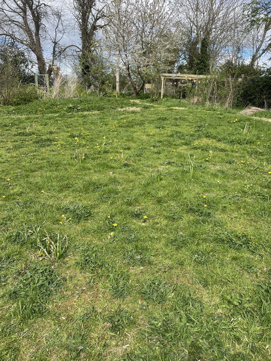 To some this would appear to be a weedy lawn. To me it’s the culmination of many years of work to turn a typical lawn into an amazing wildflower meadow with the promise of a great season ahead🙏