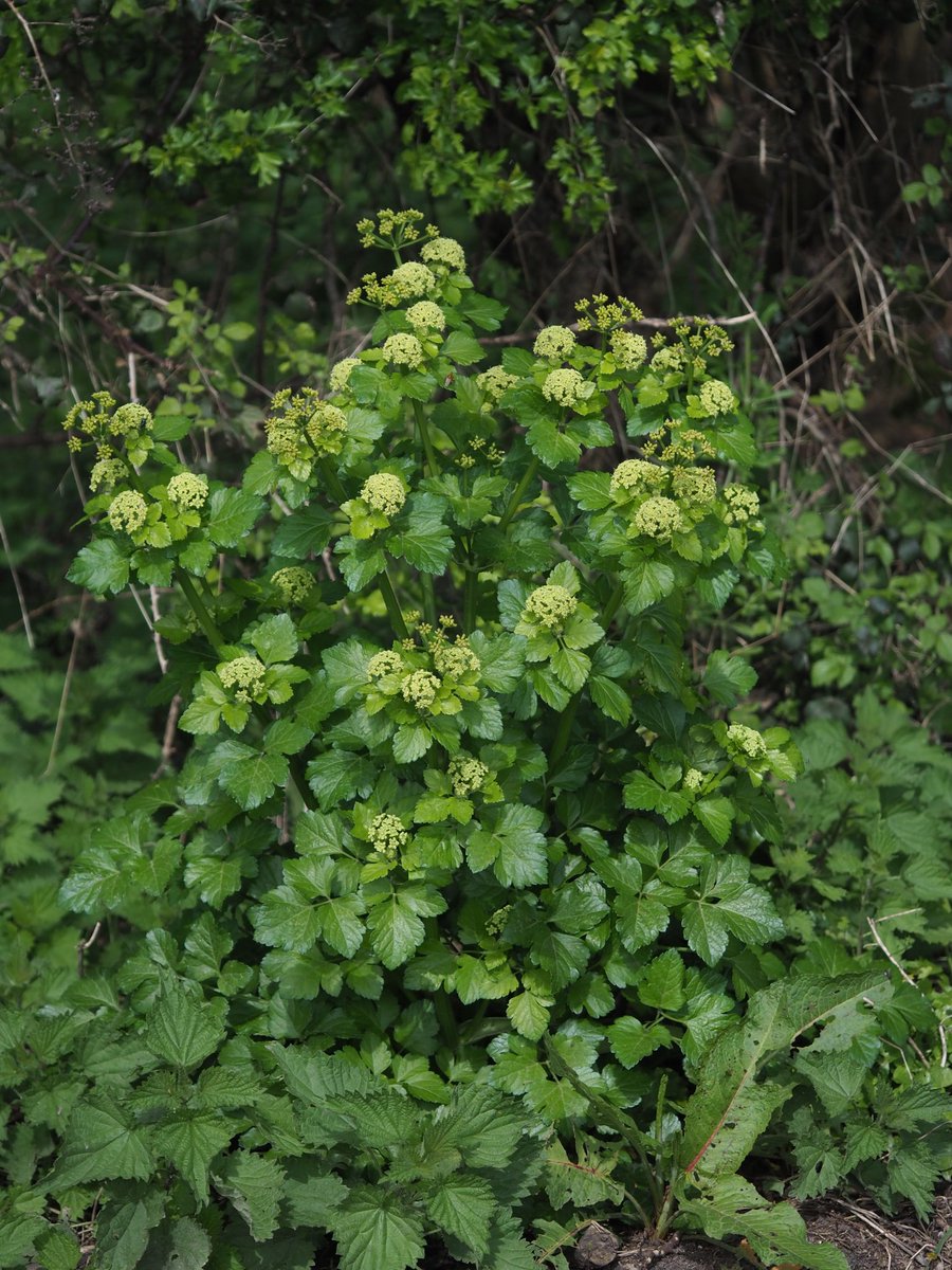 The arrival of Alexanders Smyrnium oleastrum in our parish. Central Hampshire. @BSBIbotany