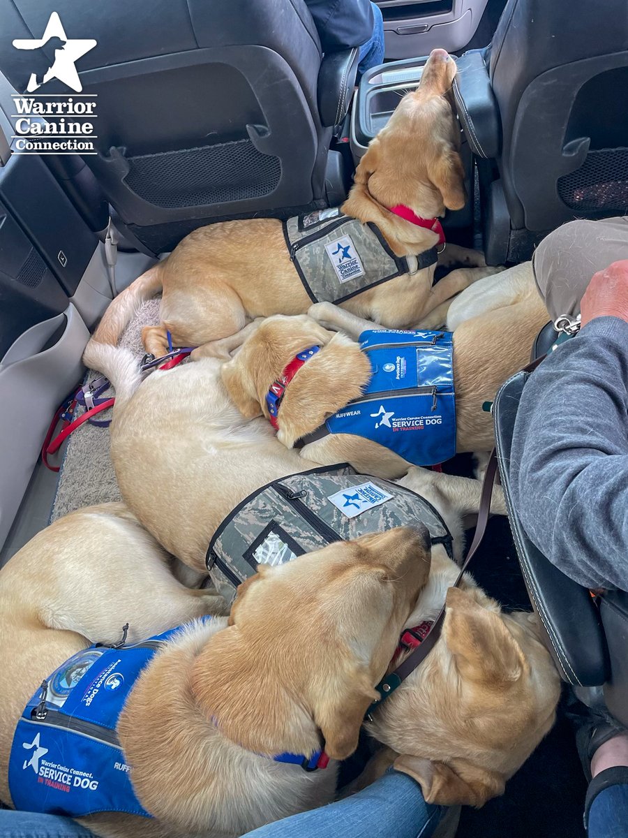 WarriorCanineCn's tweet photo. #SundaySnuggles with #WCCsDarrell, #WCCsBob, #WCCsWolff and #WCCsPrintzy!
πΈ: Jennifer Blessing
#FurTheLoveOfVeterans https://t.co/91aRs4NwpC
