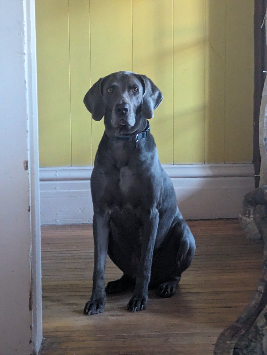 I think he's trying to tell me something. #Kooper #weimaraner #rescue