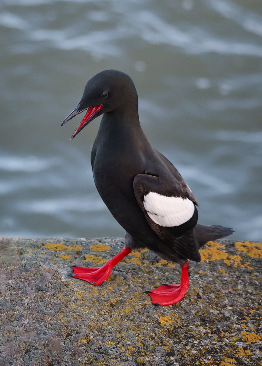 How cute is this little marching Black Guillemot. Photo from this morning at Gyles Quay, Co. Louth. Their Irish name is ‘Foracha Dhubh’ and they belong to the Auk family. @Irishwildlife @Wildlife_IRE @BirdWatchIE @ThePhotoHour @todaysbird @BirdWatchingMag @AimsirTG4 @discoverirl