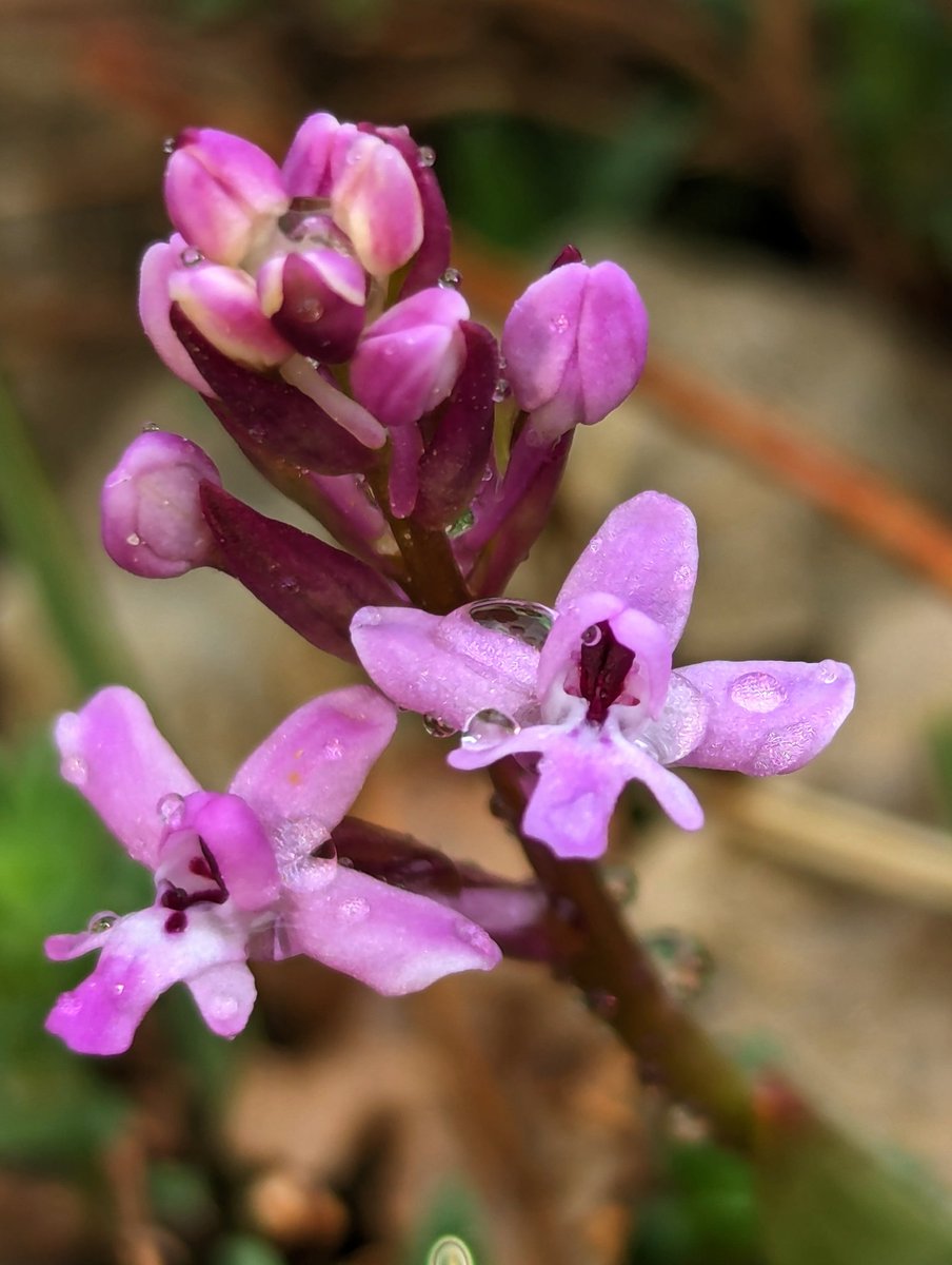 A beautiful wild orchid (Orchis brancifortii) seen today in the hills of Sicily.