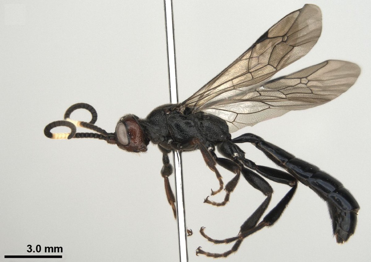 A new ichneumon wasp species was discovered in the rare genus Pseudalomya. Find out more about it here: doi.org/10.3897/jhr.97… #taxonomy #phylogeny #newspecies @chp_shampooh @Namichneumon @TMU_PR
