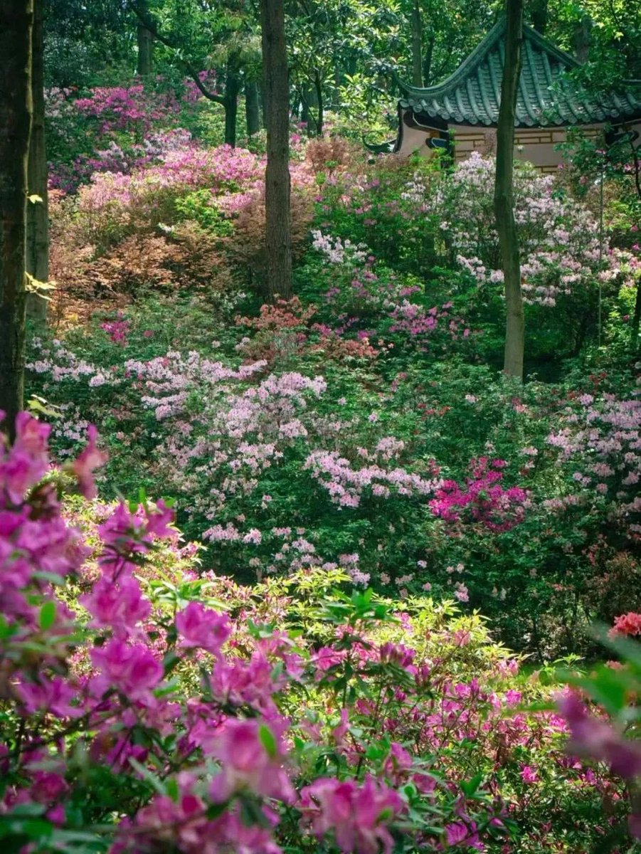 宛如油画的秘境！6500株“花中西施”正在桂林植物园盛开。#桂林植物园 位于桂林市雁山区，植物园内有广西境内规模最大、数量最多的杜鹃花专类园区。现在，6500余株杜鹃花已经绽放，正式进入最佳观赏期。 #美丽广西