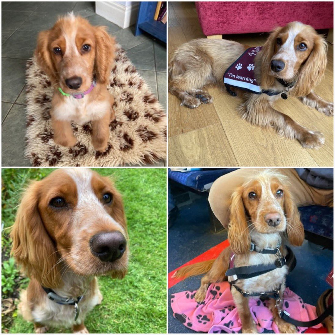Clever Coda has taken a giant step towards changing a deaf person’s life after passing the fourth stage of her hearing dog training 🥳🐕‍🦺 This means that Coda is now busy preparing for her final assessment, and we know she is going to do brilliantly! You've got this, Coda ❤️