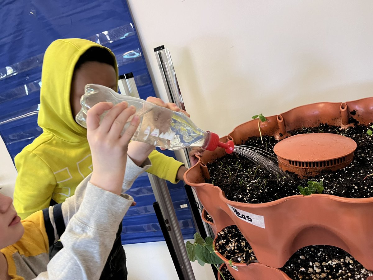 The Pines are caring for their classroom veggies each day. I love this little watering tool I found @LeeValleyTools that attaches to a pop bottle. It gives our seedlings just the right amount of water. @ONFE_ROPE #classroomgardens @StRitaOCSB @ocsbEco