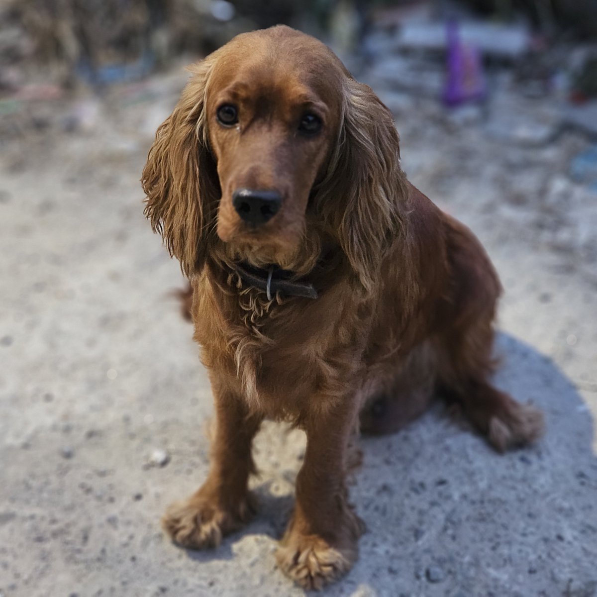SachinAcharya's tweet photo. "It's just another for you and me in Paradise"  #PhilColins 
Feed something when some animals look at u with expectations,even there's nothing u can just call them up &amp; look at their happy faces coming at u.Don't just charity for fame,that's real U,Hero!!
#ShotOnSnapdragon #S23U https://t.co/J2t79fRP1V