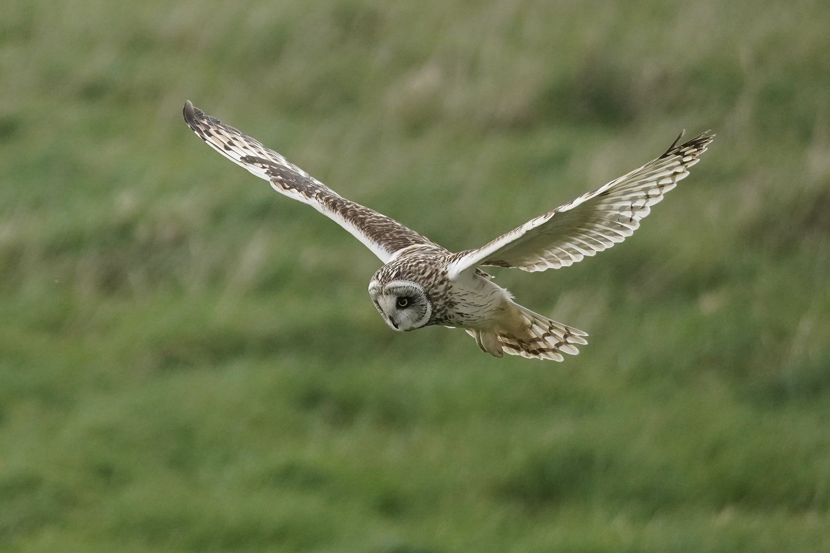‘Owl find you down there!’ Still enjoying these beautiful owls. @SuffolkBirdGrp @BTO_Suffolk