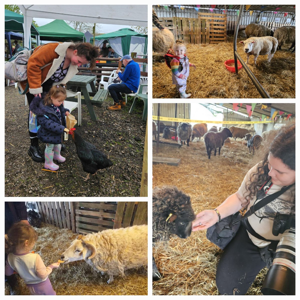 fars_sanctuary's tweet photo. Just a small selection of our favourite pics from this weekend's open days #VeganHour πΈπ‘ππ·ππ·
We were overwhelmed by how many came along to support our animals & our work ππ
Such happy, uplifting days, for attendees & #TeamFARS alike π₯°π
#VeganSanctuary https://t.co/GsDYRLcEl9