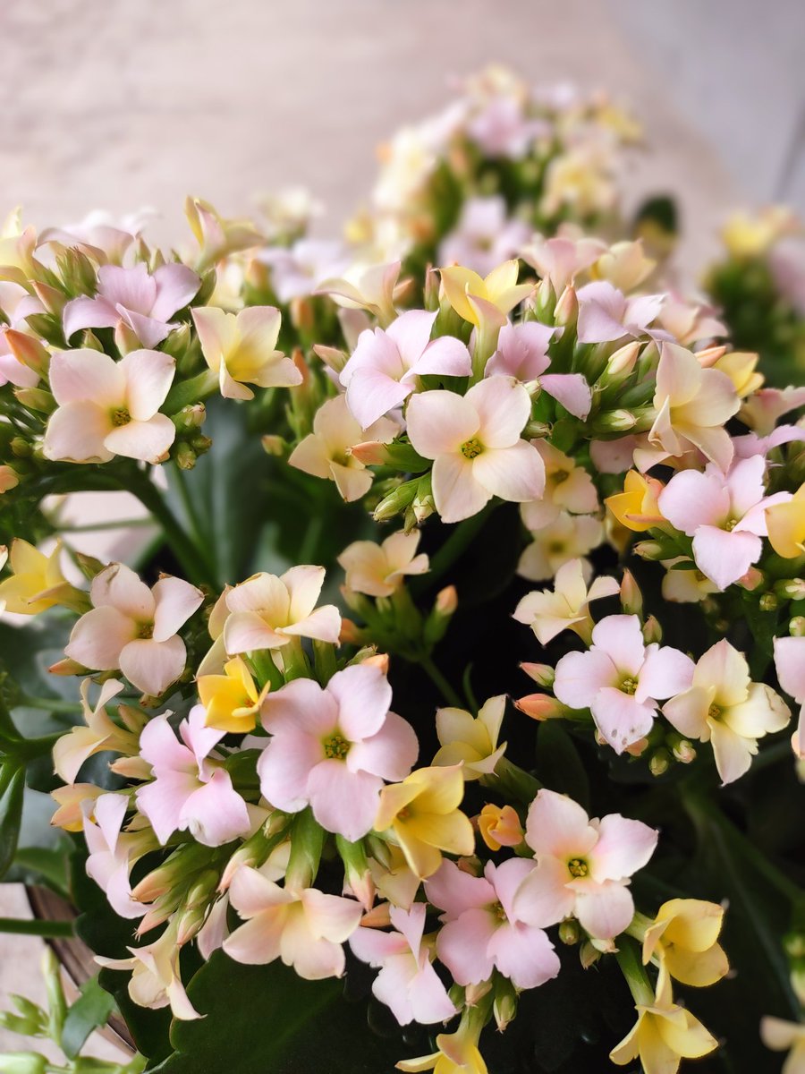 TheEmptyVaseHTX's tweet photo. Look at this lovely pink and yellow kalanchoe 😍

#kalanchoe #flowerphotography #flowershop #houstonflorist https://t.co/4unI9FkdpF