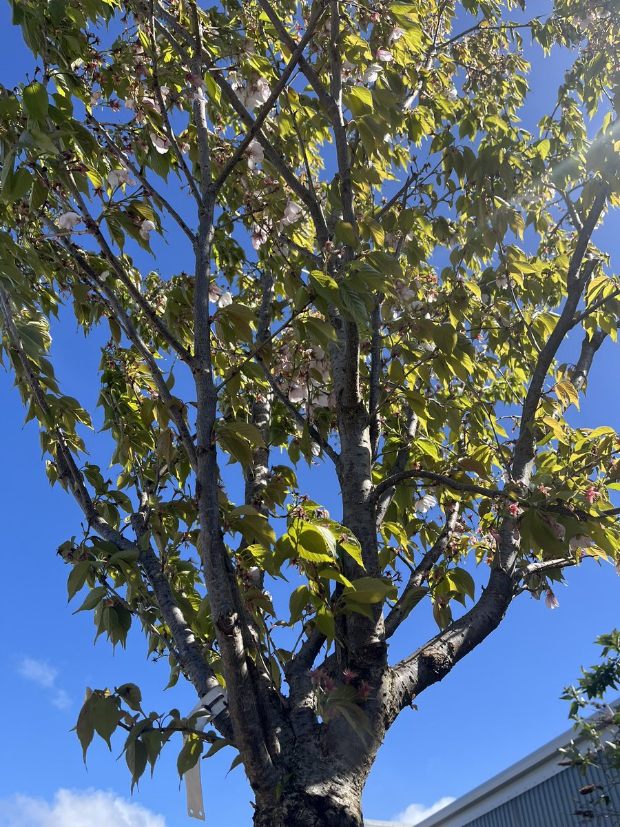 Mental Health and Wellbeing at Phoenix tweet media