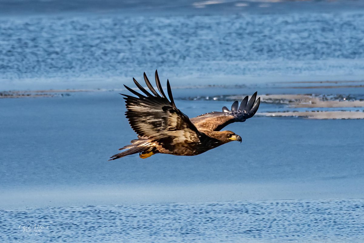 (Photo courtesy of Chad Morsch) #baldeagle #birds