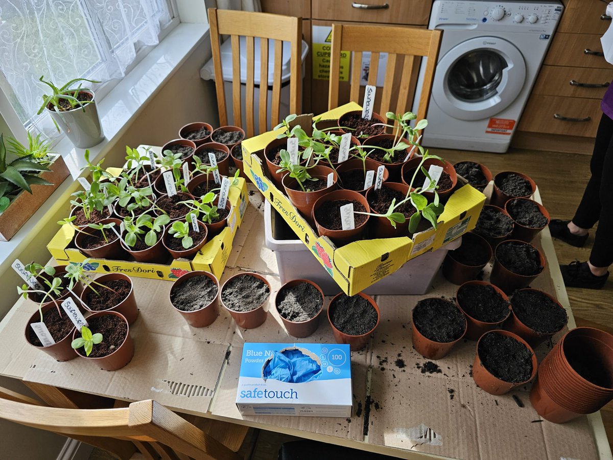 #PotGang - we're getting there! #gardeninglife Dementia Friends #springiscoming #busy #SpringVibes @DementiaFriends @AnchorLaterLife