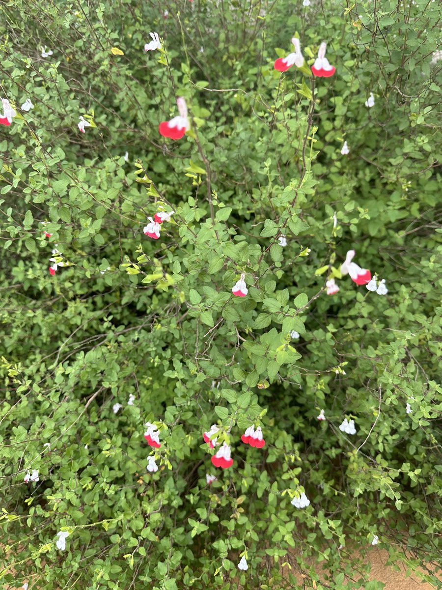 Such adorable little flowers, called Salvia Hot Lips, that adorn the front of our house.