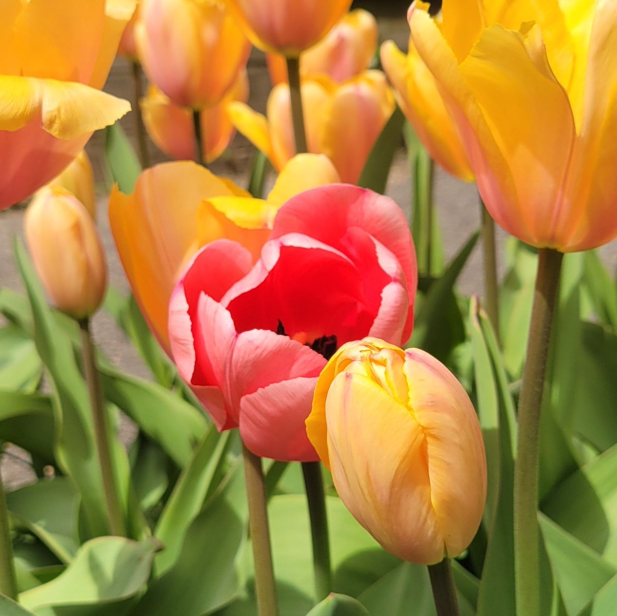 Loving this springtime community garden in NYC!

#spring #tulips #garden #NYC #plumbgoods #eveplumb #daisy #happinessincluded #janbrady 

plumbgoods.tv