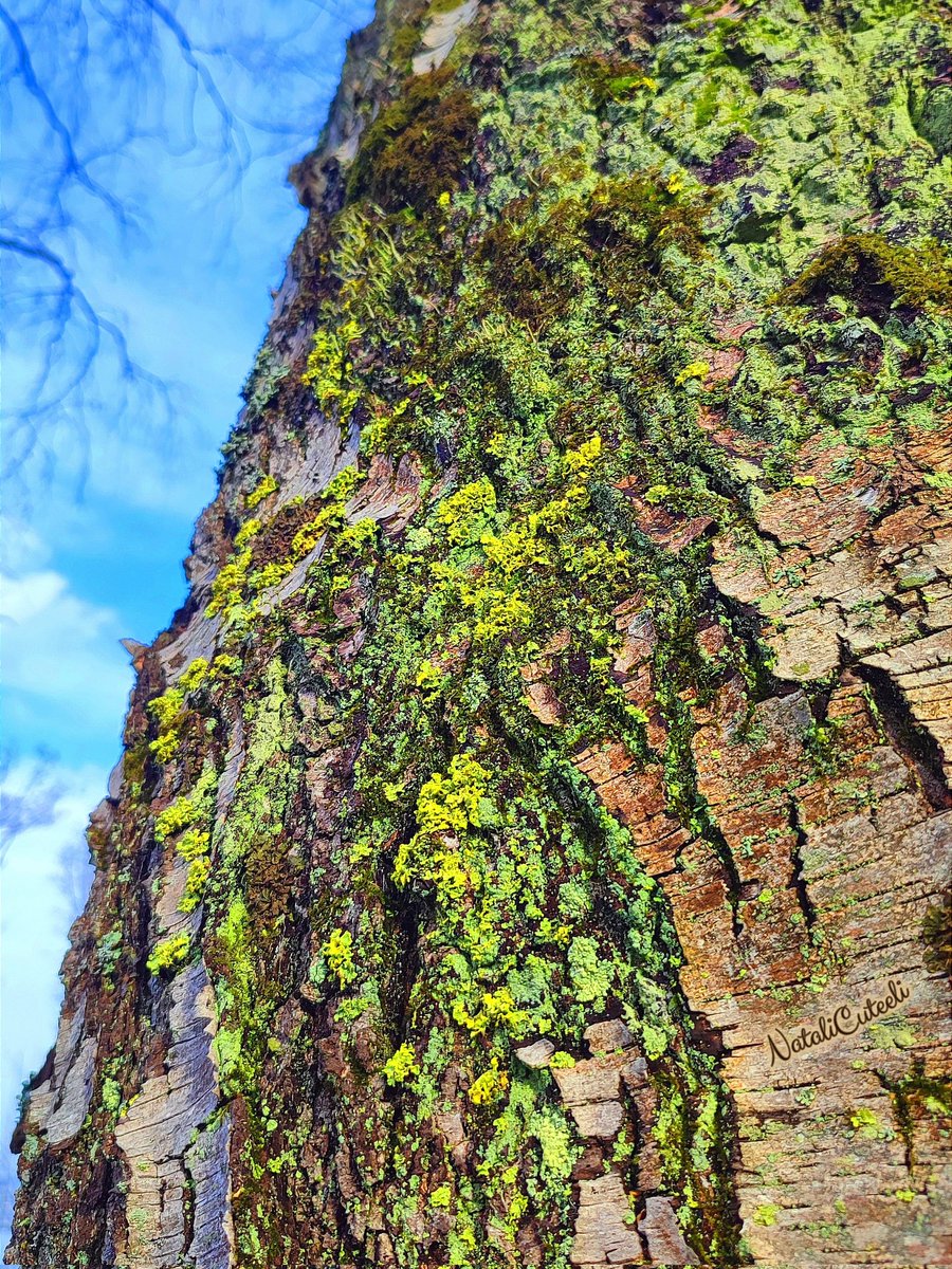 Tree bark, lichen and a piece of blue sky... 🌿🎐🌿 #cuteeli #art #nature #NatureBeauty #NaturePhotography #environment #ThickTrunkTuesday #positive #trees #beautiful #forest #landscape #lichen