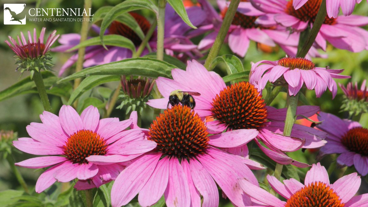 Let's make #EarthMonth the bees' knees! While our buzzing buddies do their thing, remember birds and butterflies in Colorado love #local flowers too. So, when you shop for nature's accessories, remember: #nativeplants are key for supporting local wildlife. #colorado