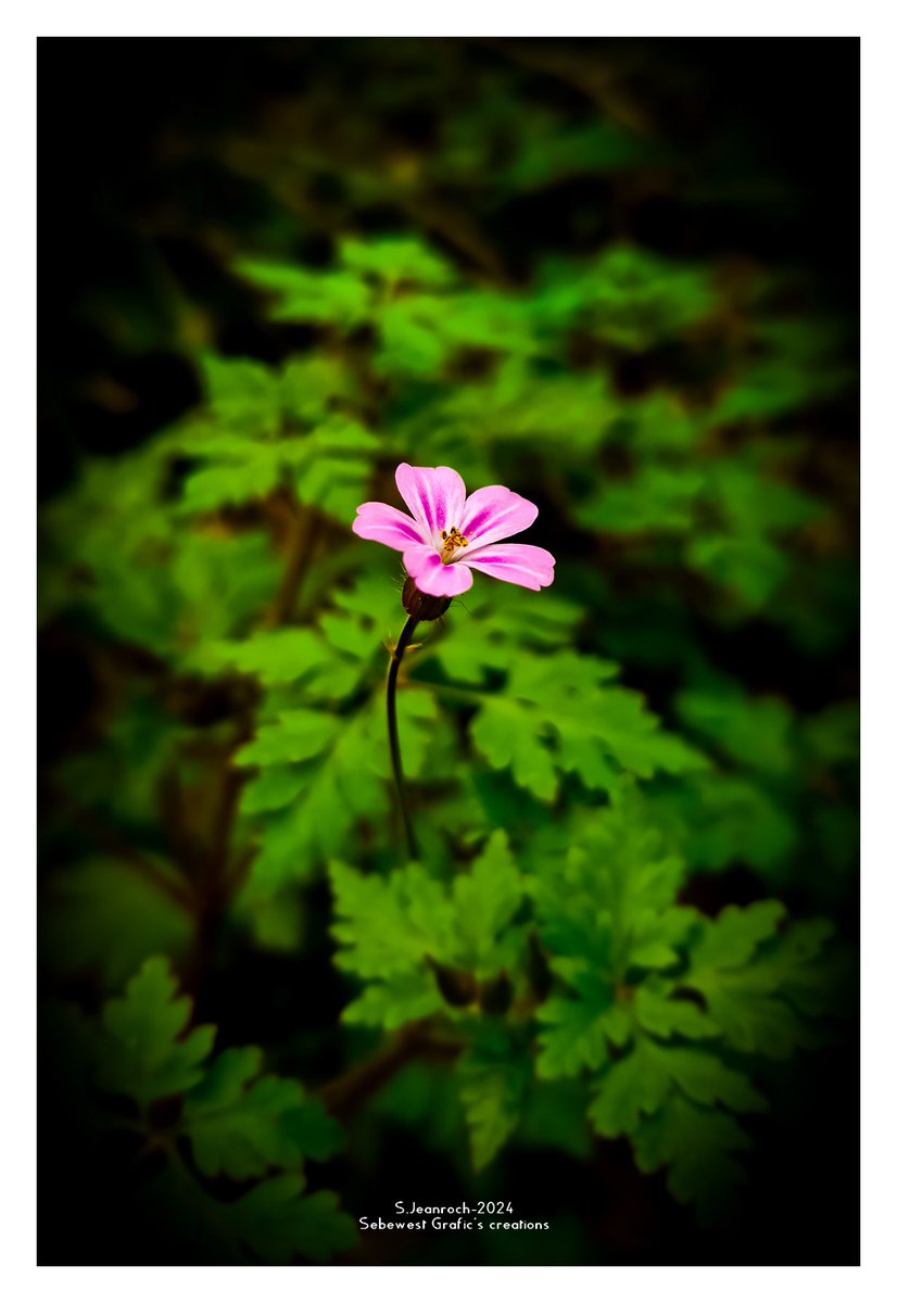 hello Twitter #printemps #MagnifiqueFrance #BaladeSympa #CotedOr #Bourgogne #natuelovers #flowerlovers #naturephotograph #nature #green #leaf #blossom #colors #flowers #500px #flowerphotography #TwitterNatureCommunity #ePHOTOzine #fleurs #photography #springflowers #Naturebeauty