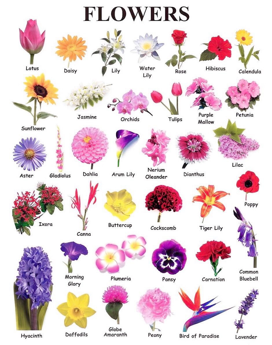 which flower are you? tag yourself