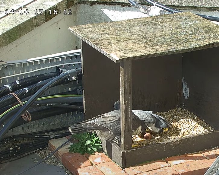 Morden Peregrines. Since the 3rd egg was laid incubation seems to be fairly consistent, encouragingly with the tiercel doing about 3 hours today - last year he did very little. These images show the falcon leaving, him going on, and then the falcon moving him off 1hr 13m later.🤞