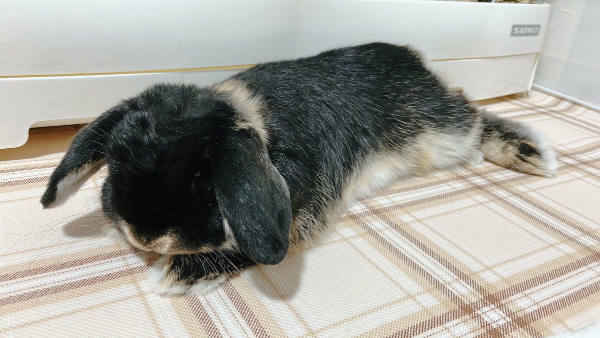 眠れぬ夜は うさぎと遊ぶ
遊び疲れて寝たうさぎ

#うさぎのいる暮らし