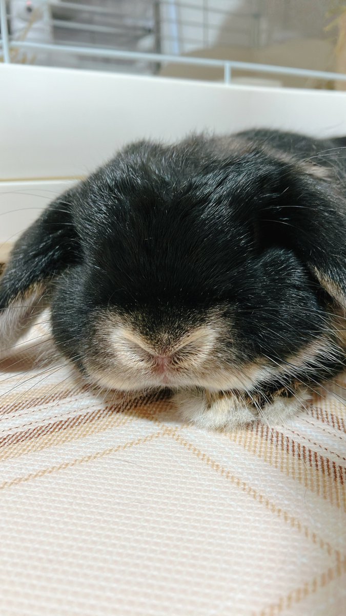 いっぱい運動会したね

#うさぎのいる暮らし