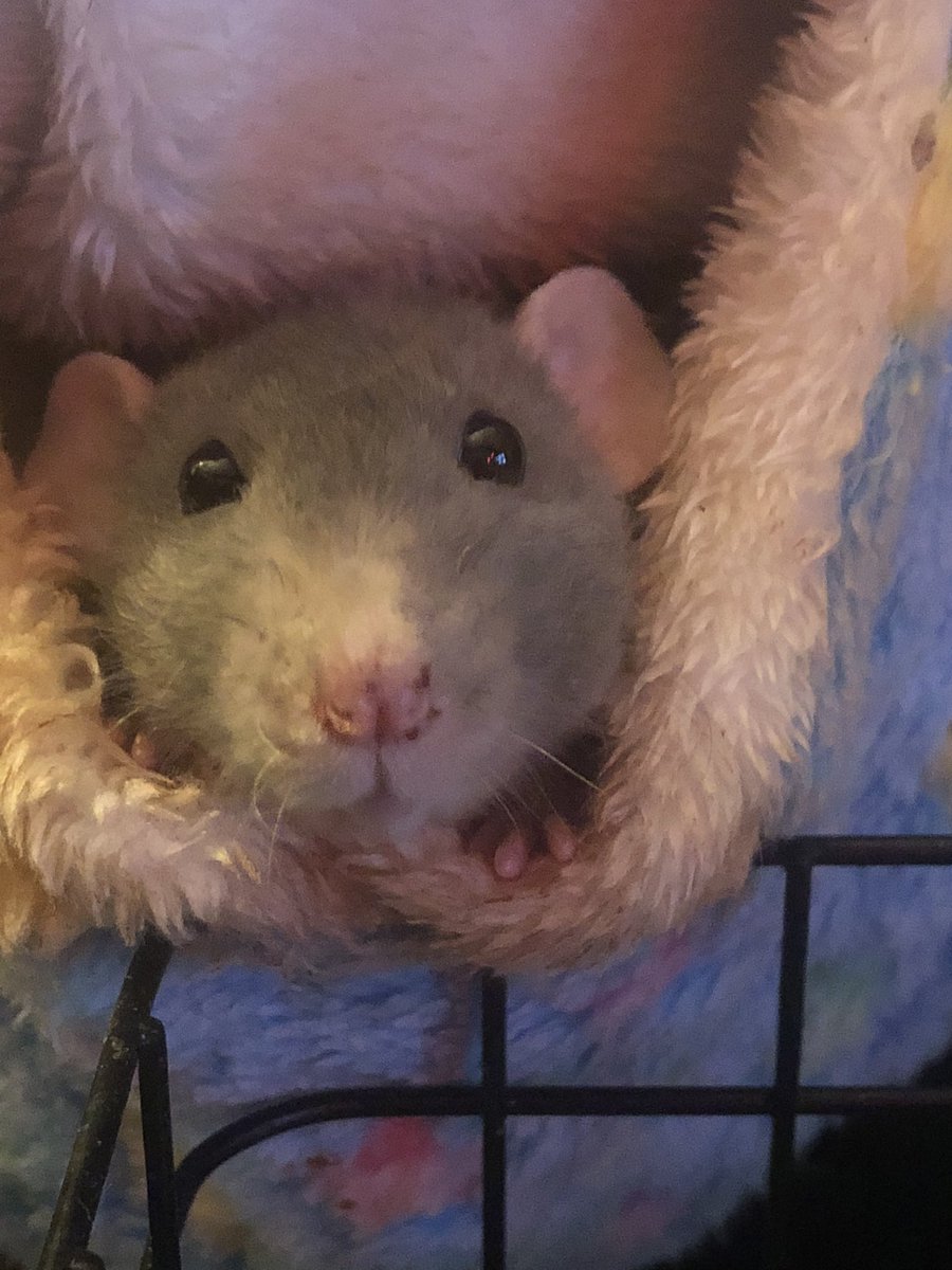 lochnesci's tweet photo. BUT LOOK AT HOW CUTE THAT FACE IS
#dumborat #fancyrat #petrat #rats https://t.co/6ZGTlkUn24