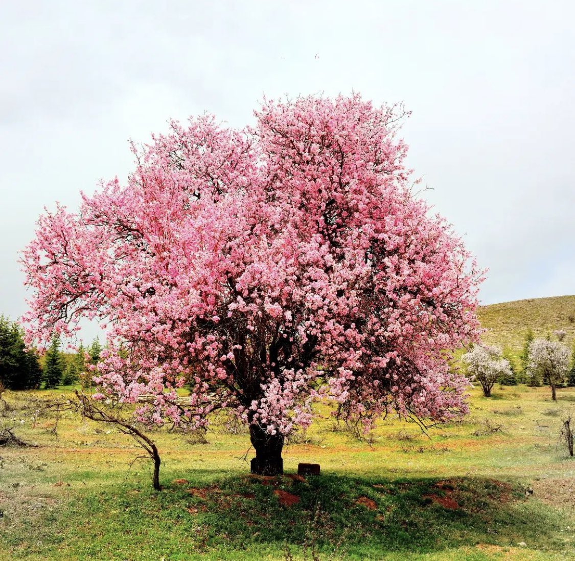 Bahar gelmiş Nurhak dağı otlanmış Bizim evde bayram günü kutlanmış Obalar dağılmış dostlar yadlanmış Eyvah! Ayrılığın yaresi bir hoş Mahzuni Şerif 📸 Zeki Kan / Hankendi-Elazığ