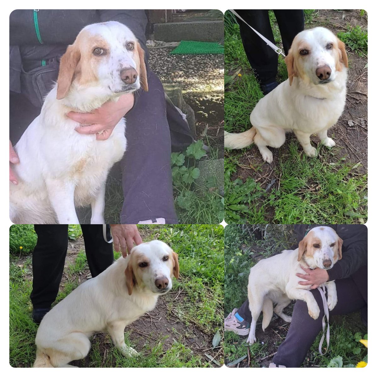 In fondo al canile dove non ci passa quasi mai nessuno c'è lei..il suo nome è Sole bellissima dolcissima ♥️entrata in canile dallo scorso agosto🥹 e da allora aspetta la sua libertà,una cagnolina silenziosa,garbata e buona con tutti 😓 circa 4anni è in Calabria 3468440579