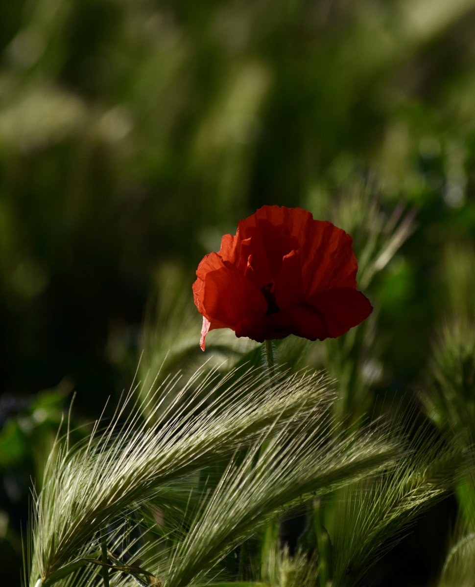 Entre el verd de les espigues #roselles #terresdelleida #imatges #natura #camps #NaturePhotography #primavera #spring #abril