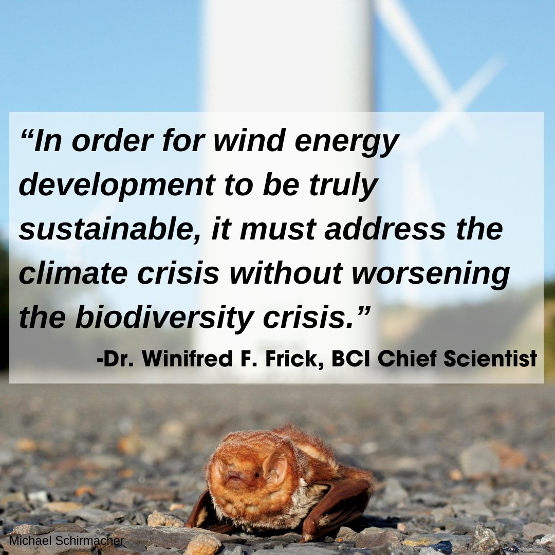 BatConIntl's tweet photo. A new study calls for the urgent need for a coordinated global response to the alarming rate of bat fatalities caused by wind turbines, which kill over 800,000 bats per year. https://t.co/po7XilmR3L https://t.co/VFSyO2oAil