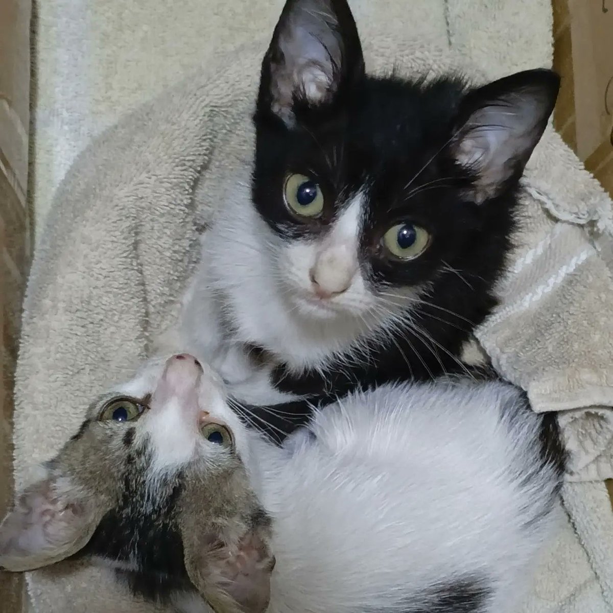la_correita's tweet photo. 🆘🆘😻😻
Buscamos un hogar comprometido, responsable y amoroso❤️ para tener una vida digna, somos hermanitos rescatados, hembrita (blanquita) y varón. 
🙏🏻Ayúdanos con RT y un ❤️  Estamos desparasitados y somos muy cariñosos. 
Adopta con el corazón ❤️ 04142266042
Caracas https://t.co/fjEg3IRiqg